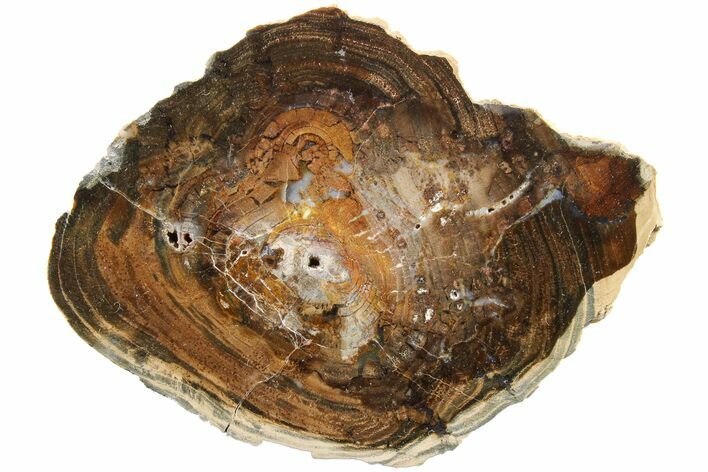 Double-Hearted Petrified Wood Slab - McDermitt, Oregon #163659